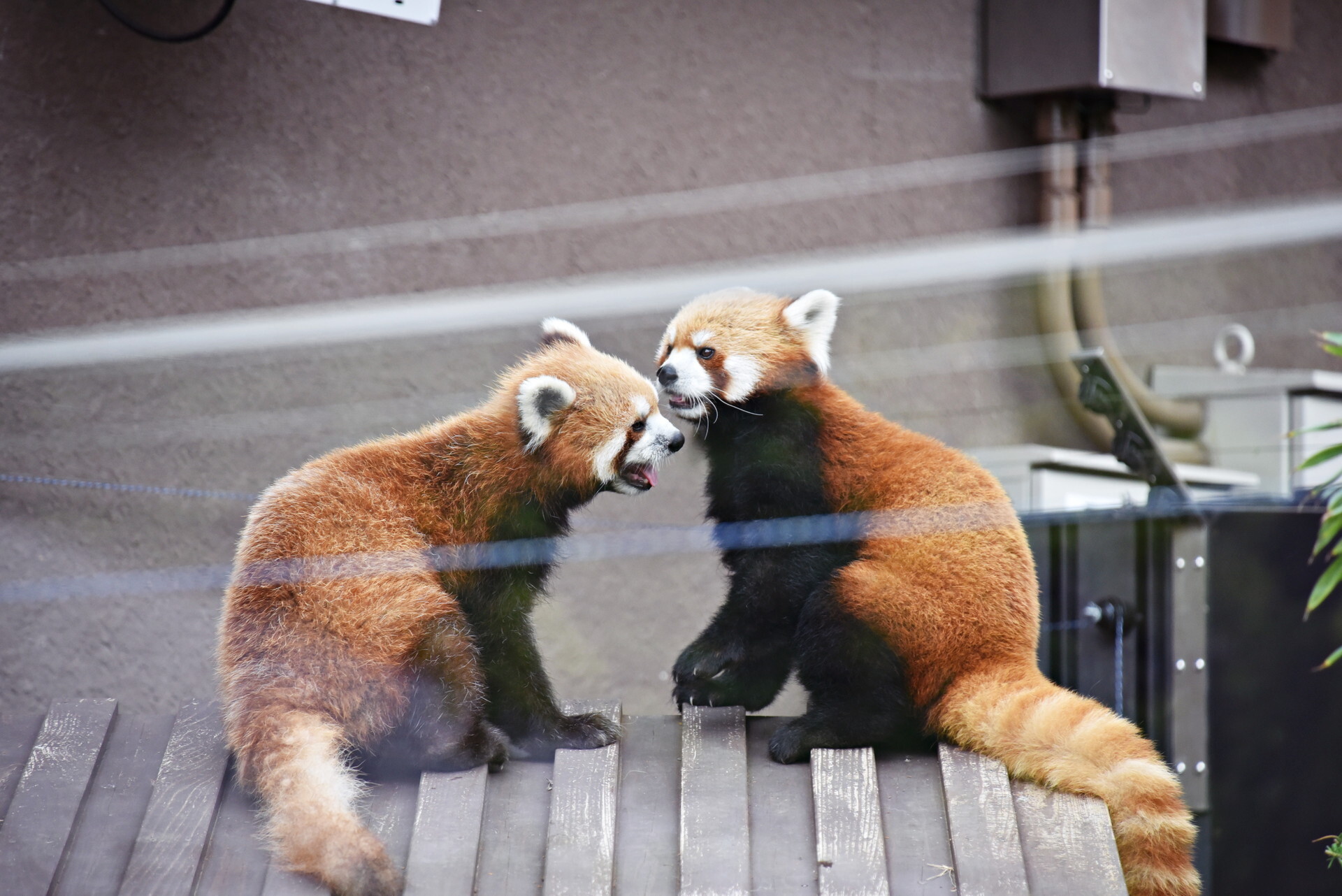 ��å����ѥ�� ����ưʪ��1