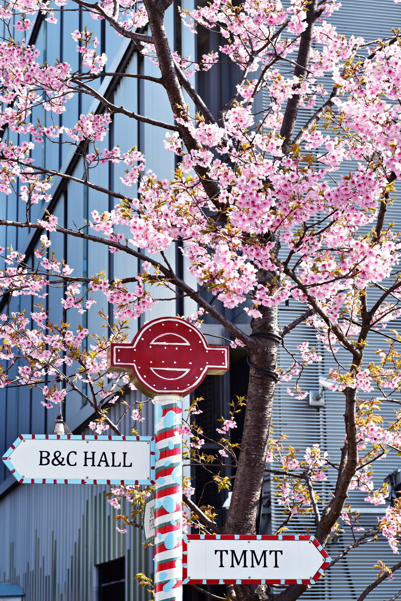 天王洲アイル_ボードウォークの河津桜=