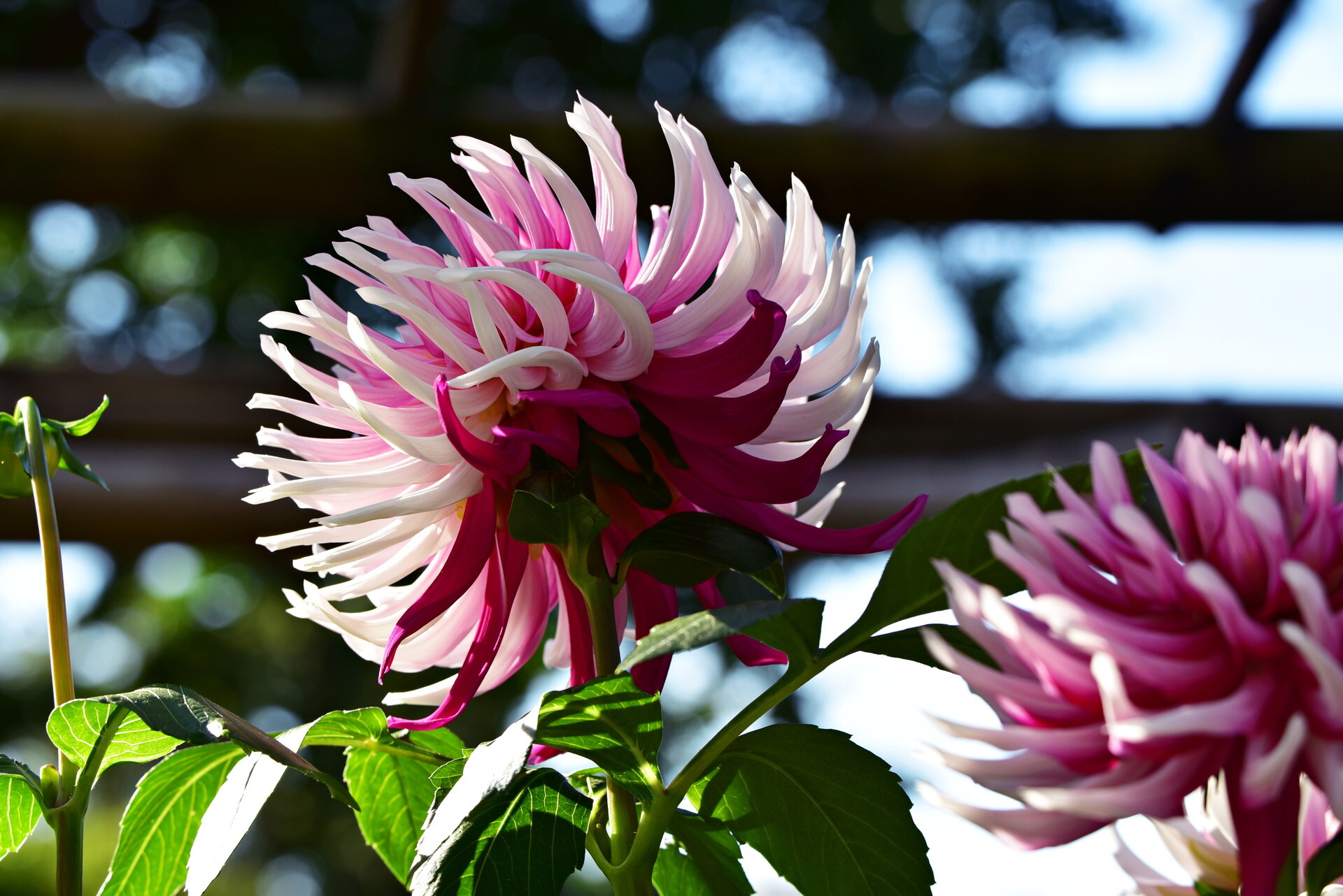 ������ȵ� ���ꥢ14