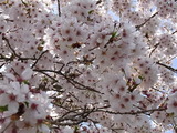RIMG0933