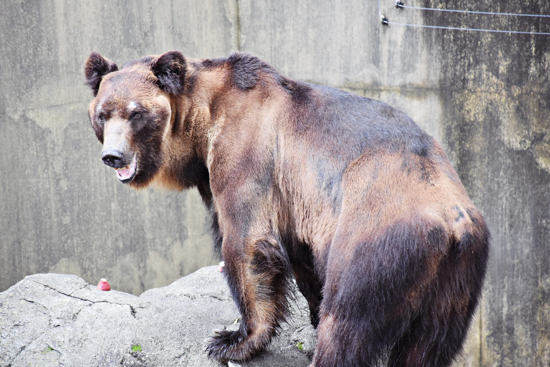 上野動物園 ヒグマ