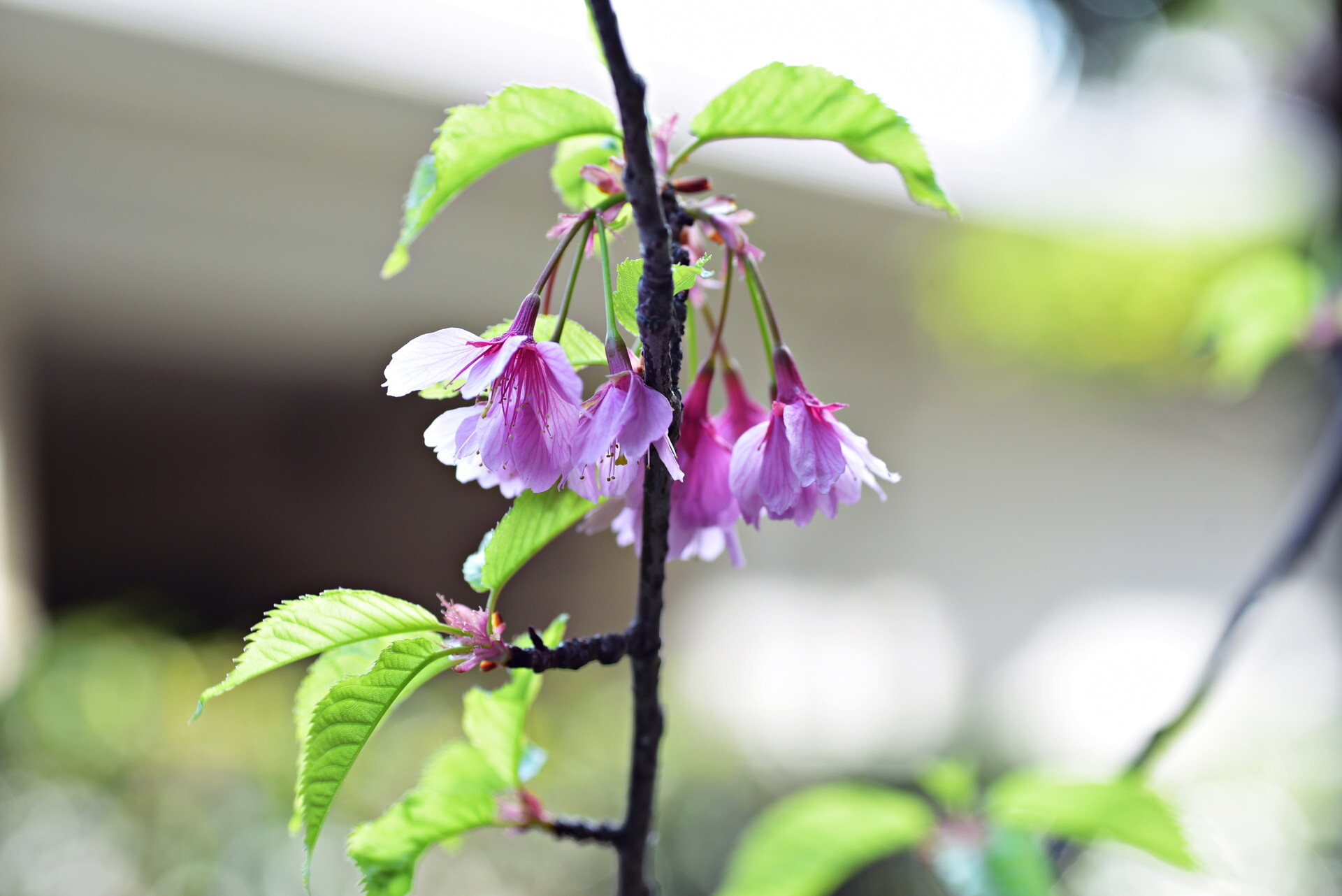 河津桜 葉桜