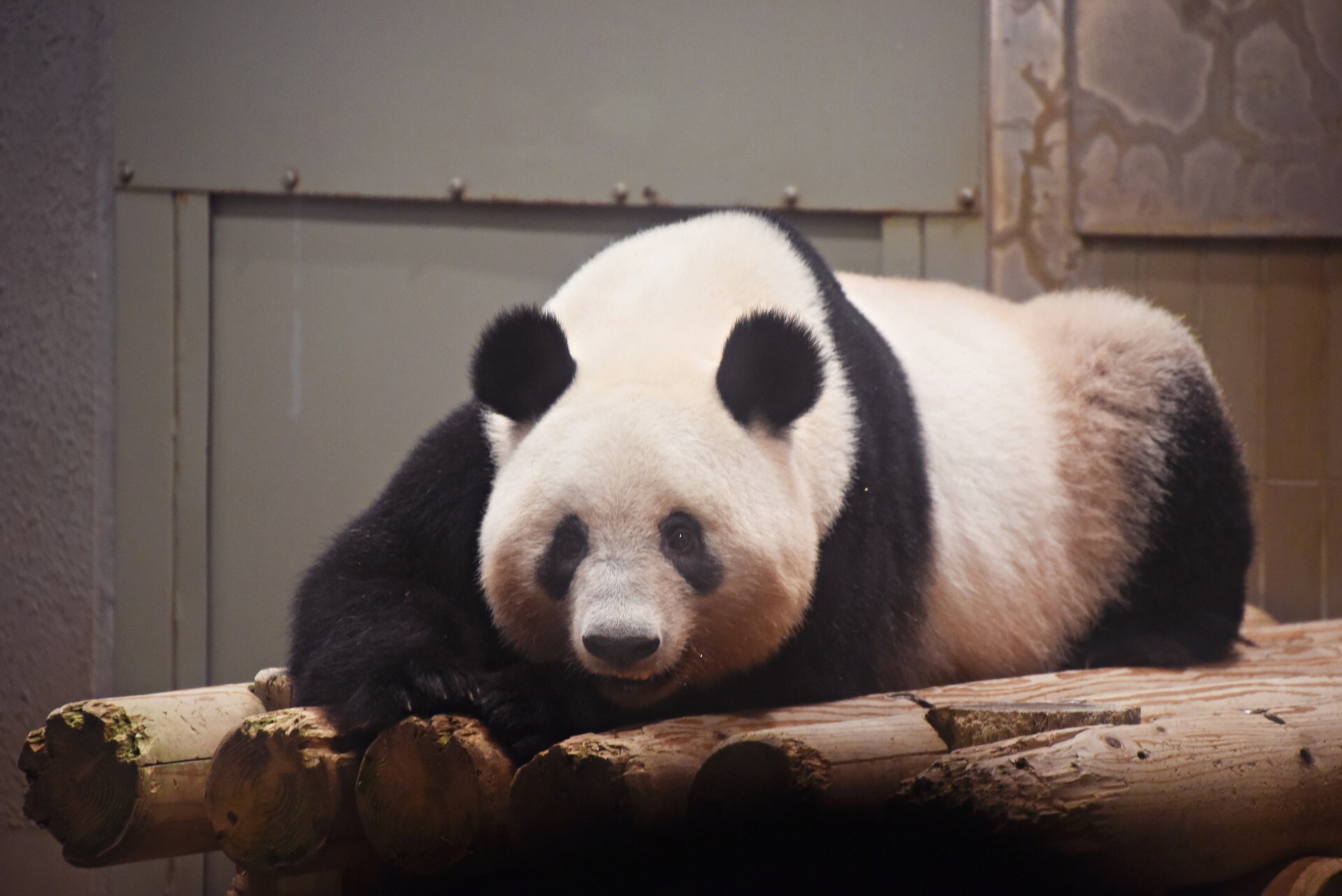 上野動物園へ 5 15 22 くまちゃん日記 映画とグルメとラグビーと