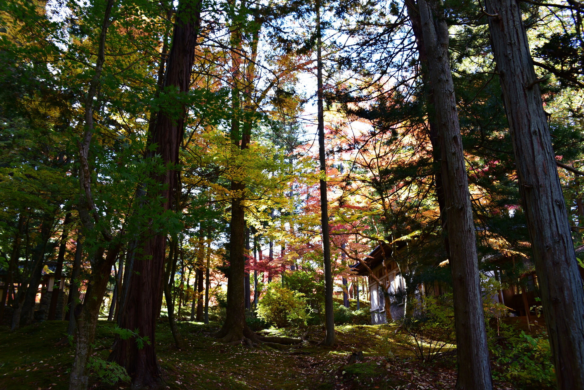 DSC_0487