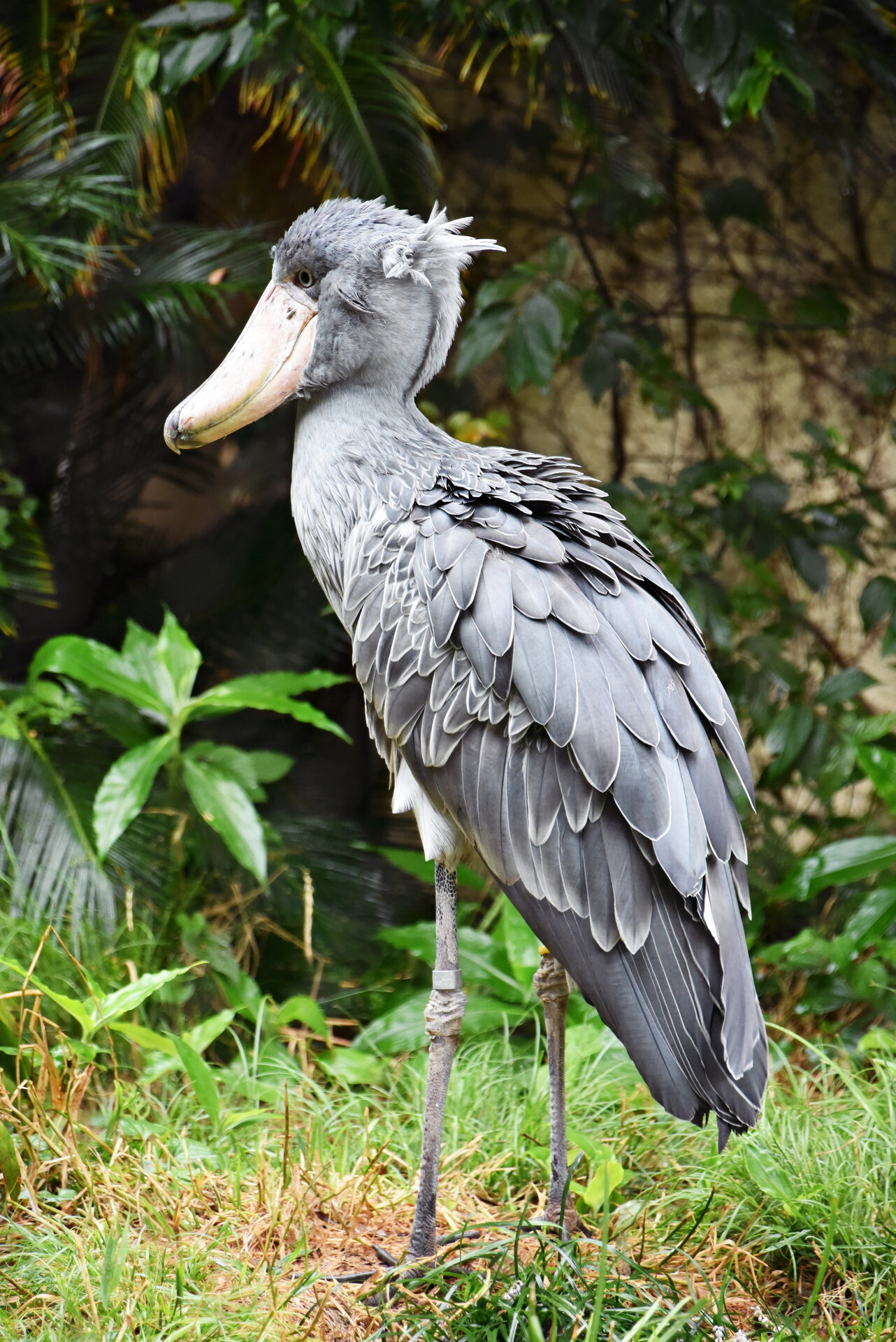 �ϥ��ӥ����� ����ưʪ��