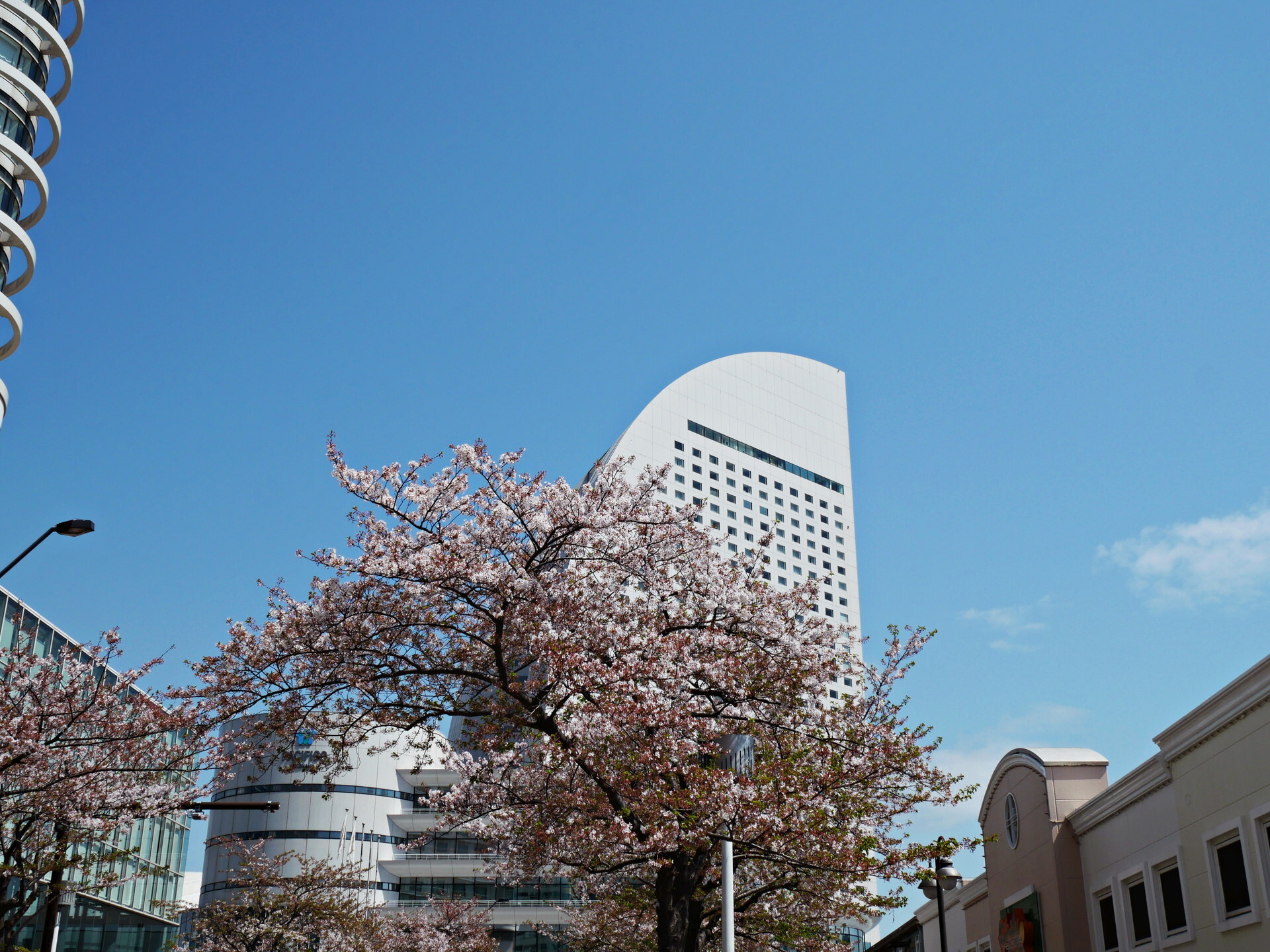 パシフィコ横浜と桜