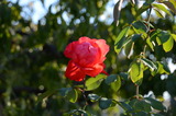 DSC_0351