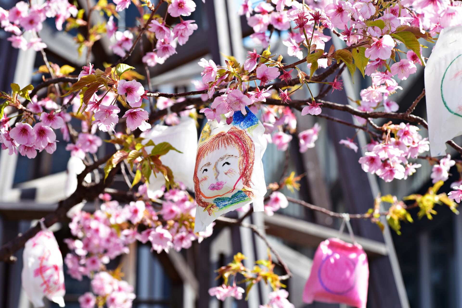 天王洲アイル_ボードウォークの河津桜=