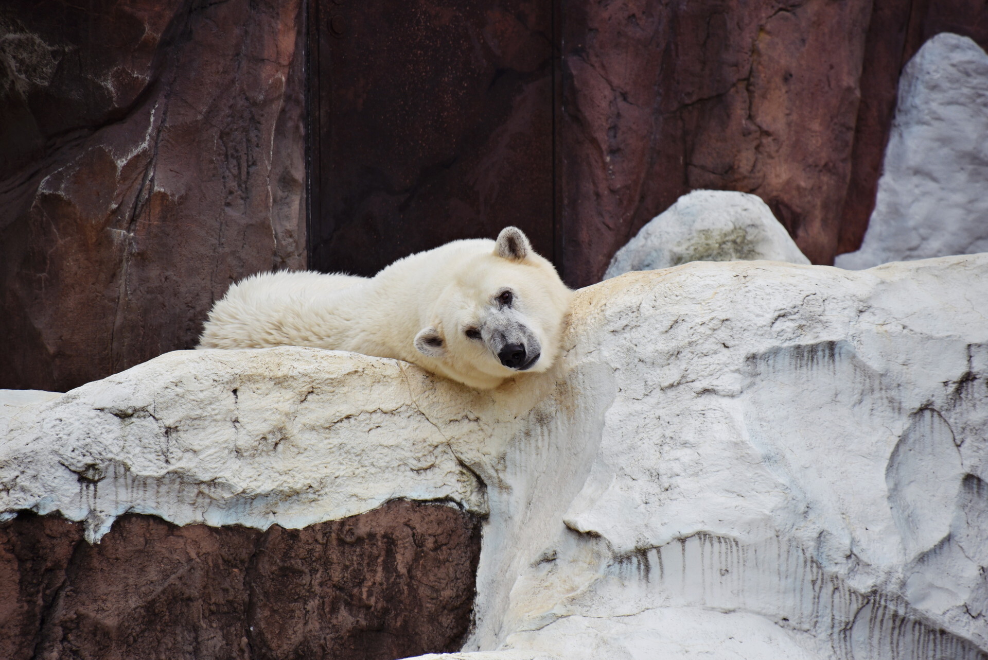 �ۥå��祯���޾���ưʪ��1