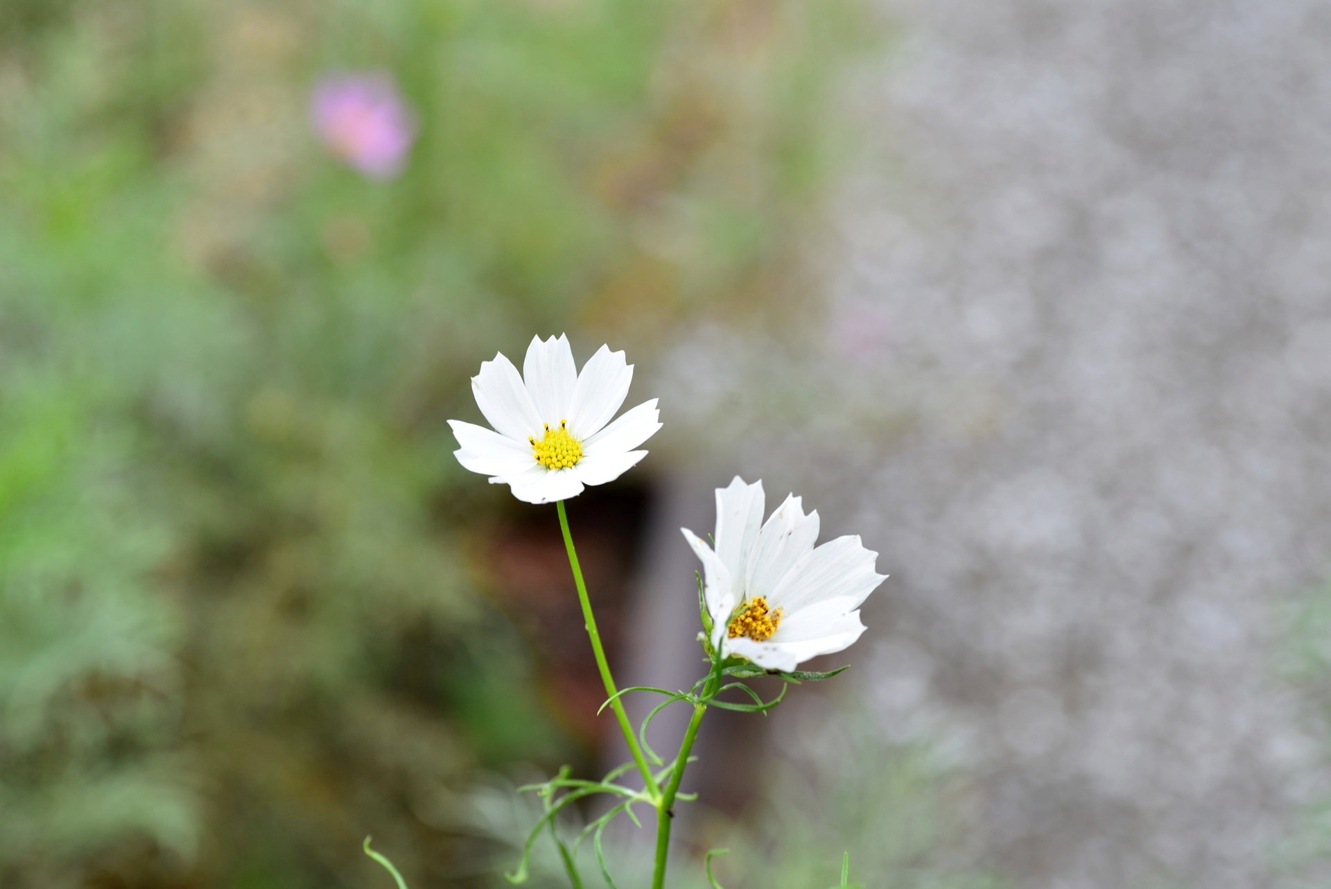 DSC_8666