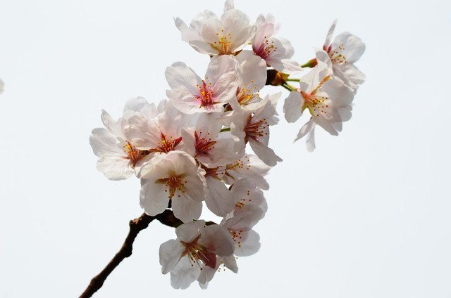桜1 - コピー