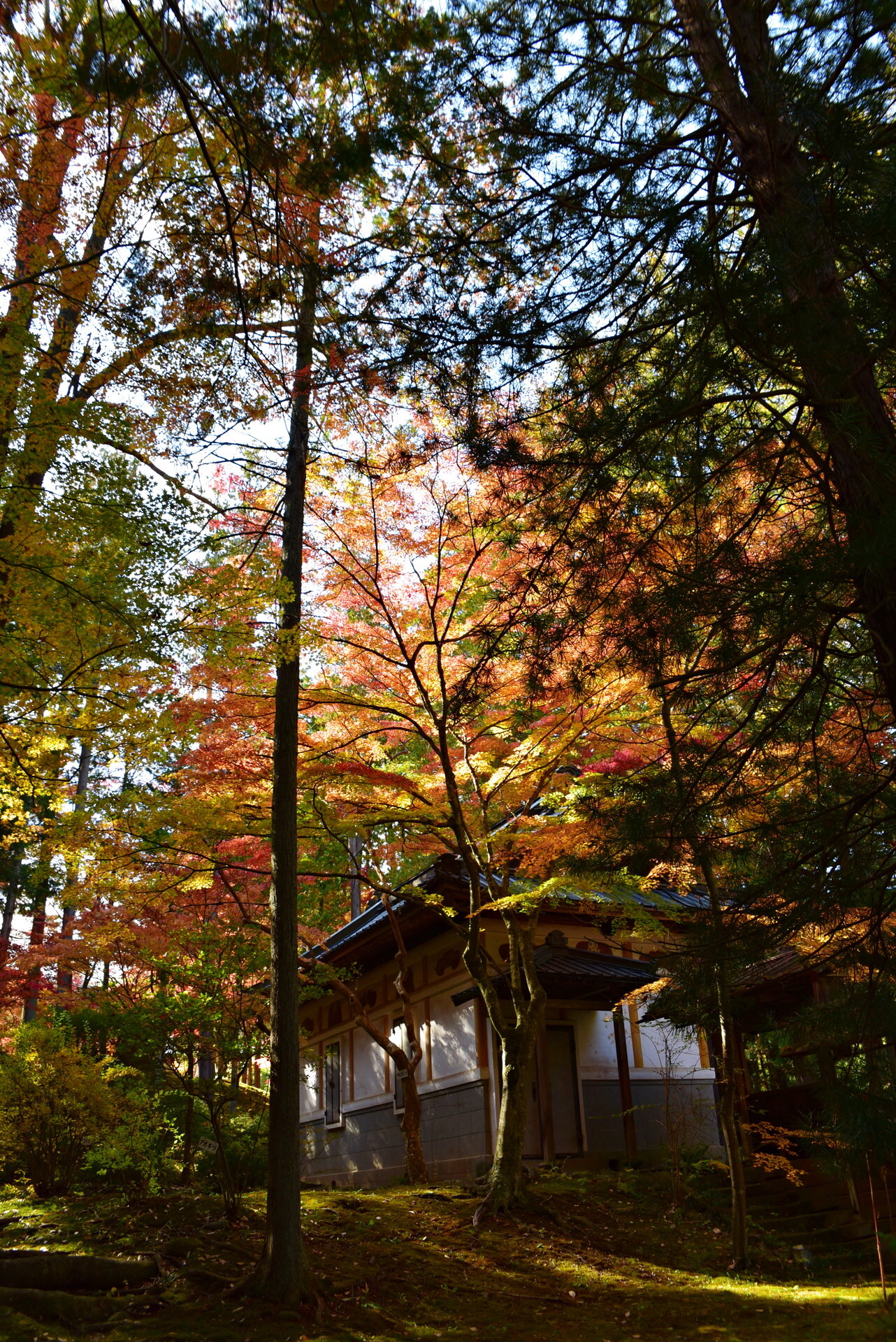 DSC_0491