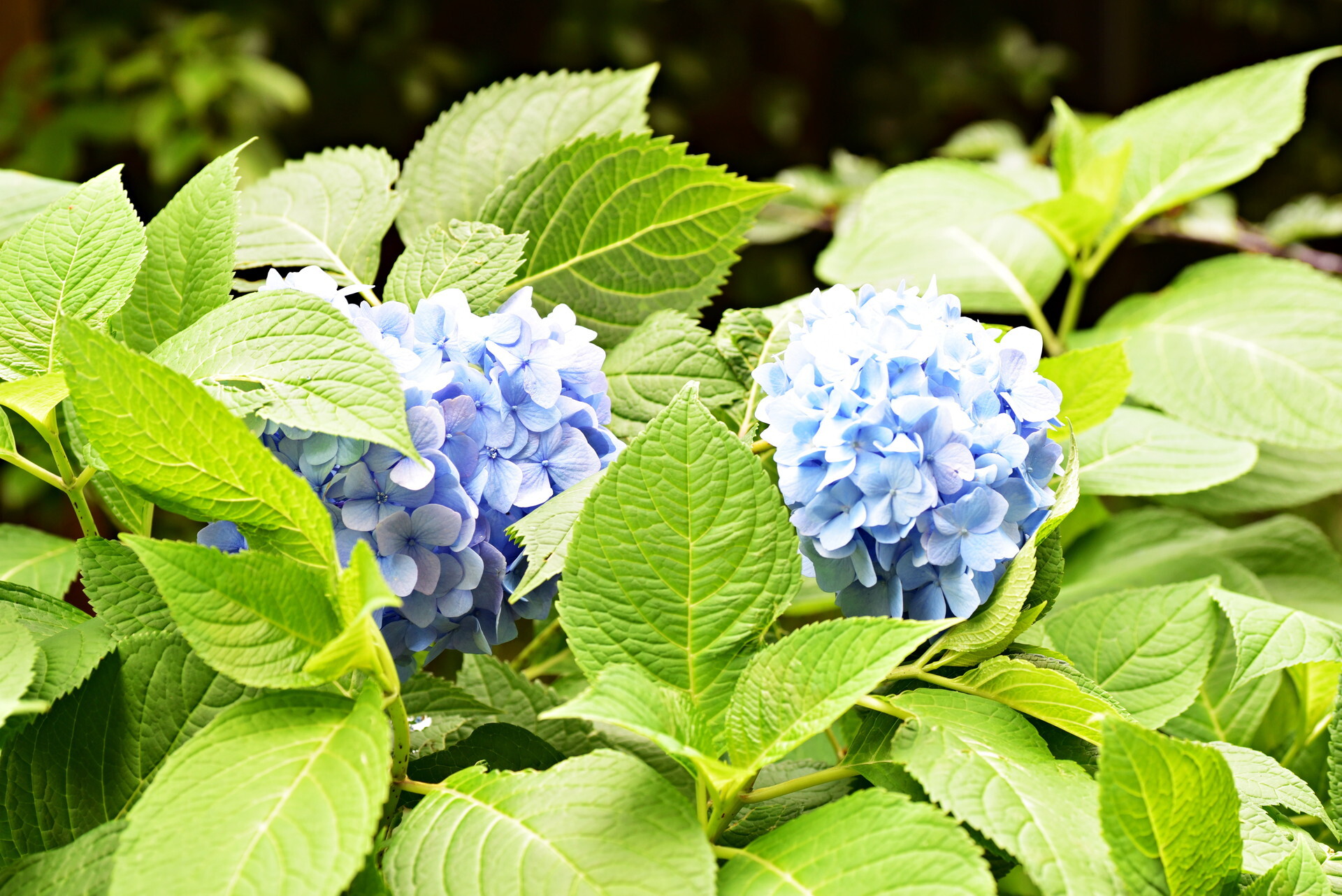�������� ����ɥ쥹���ޡ�2
