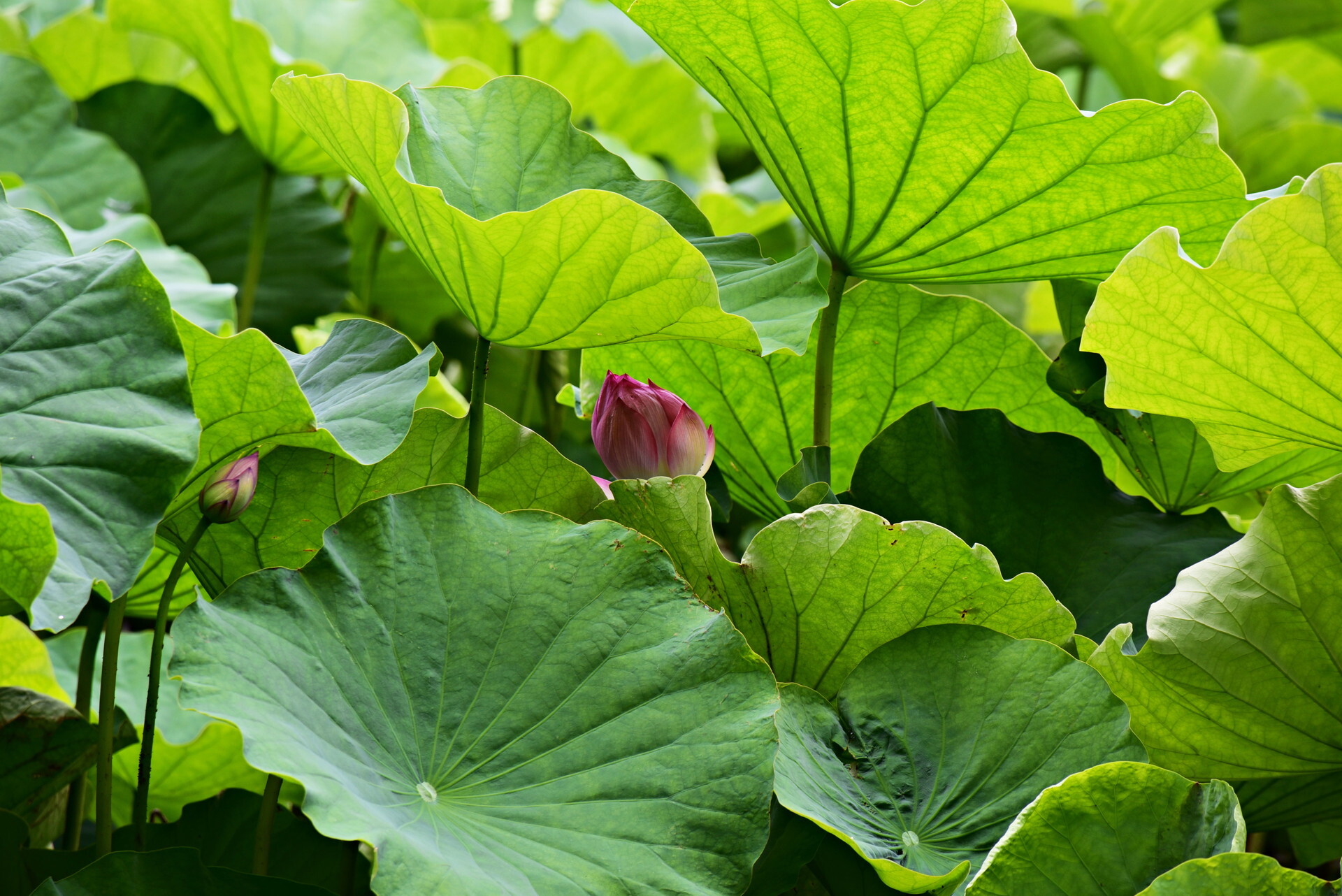 ϡ ����ưʪ��2