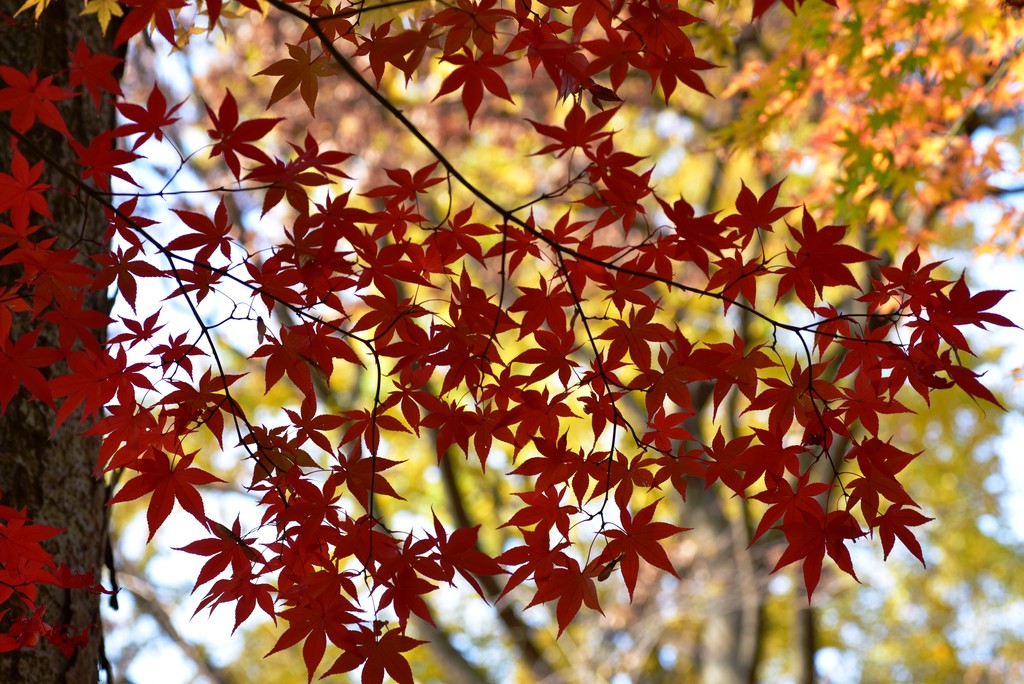 DSC_6969