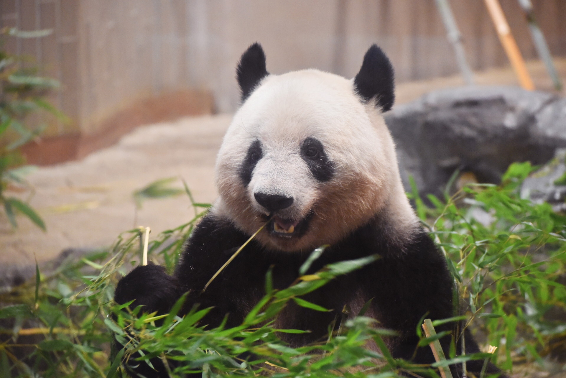 上野動物園へ 5 3 22 くまちゃん日記 映画とグルメとラグビーと