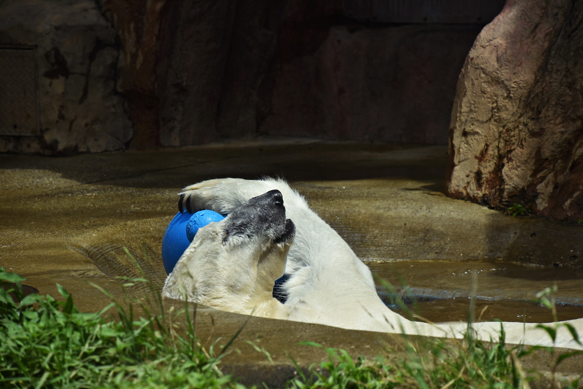 上野動物園 ホッキョクグマ1