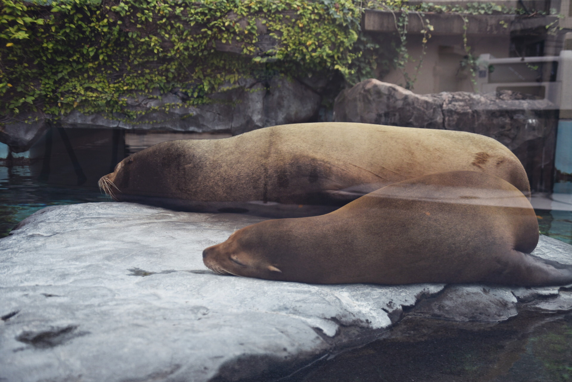 �����饷 ����ưʪ��