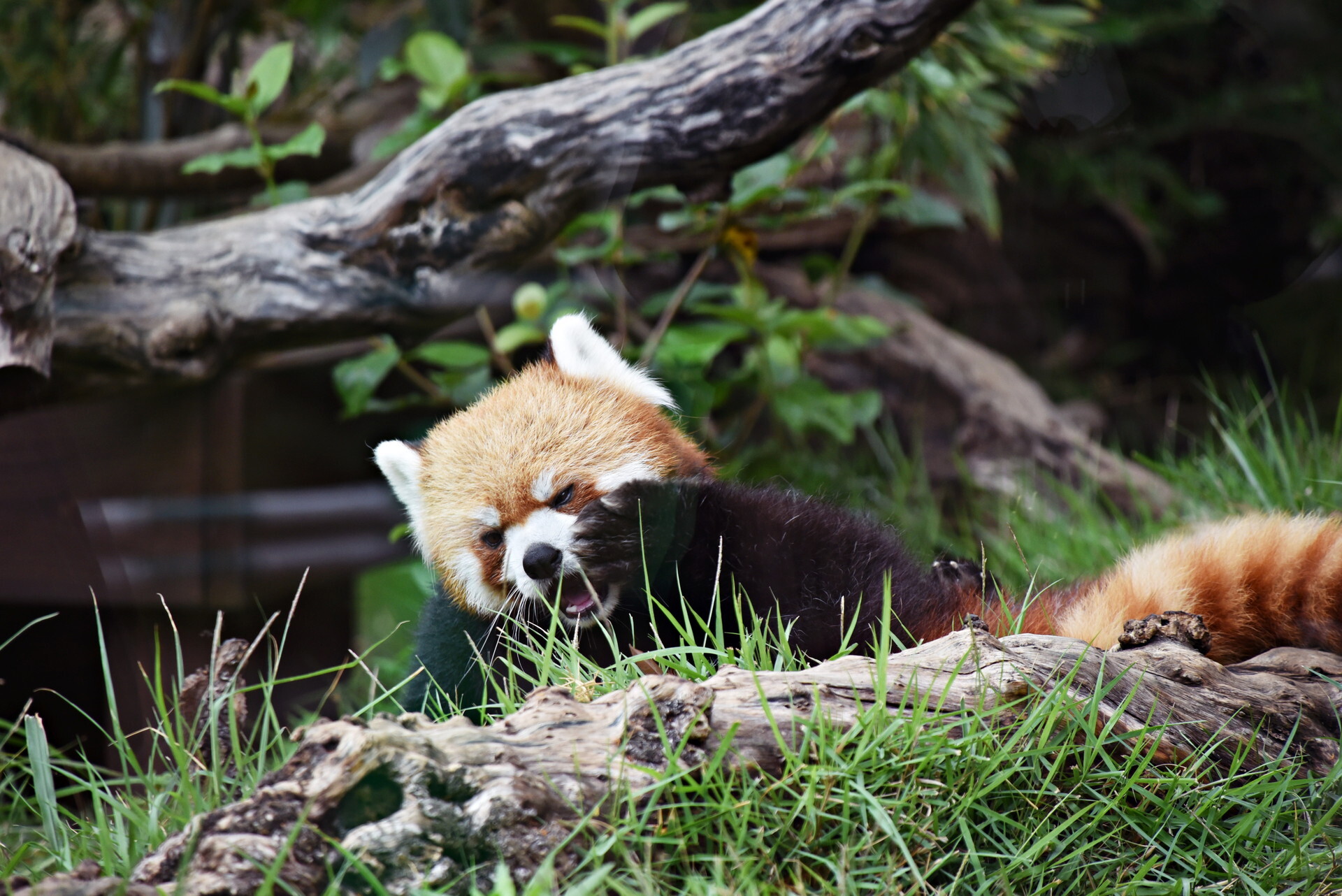 ��å����ѥ�� ����ưʪ��2