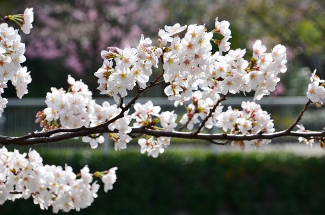 桜2
