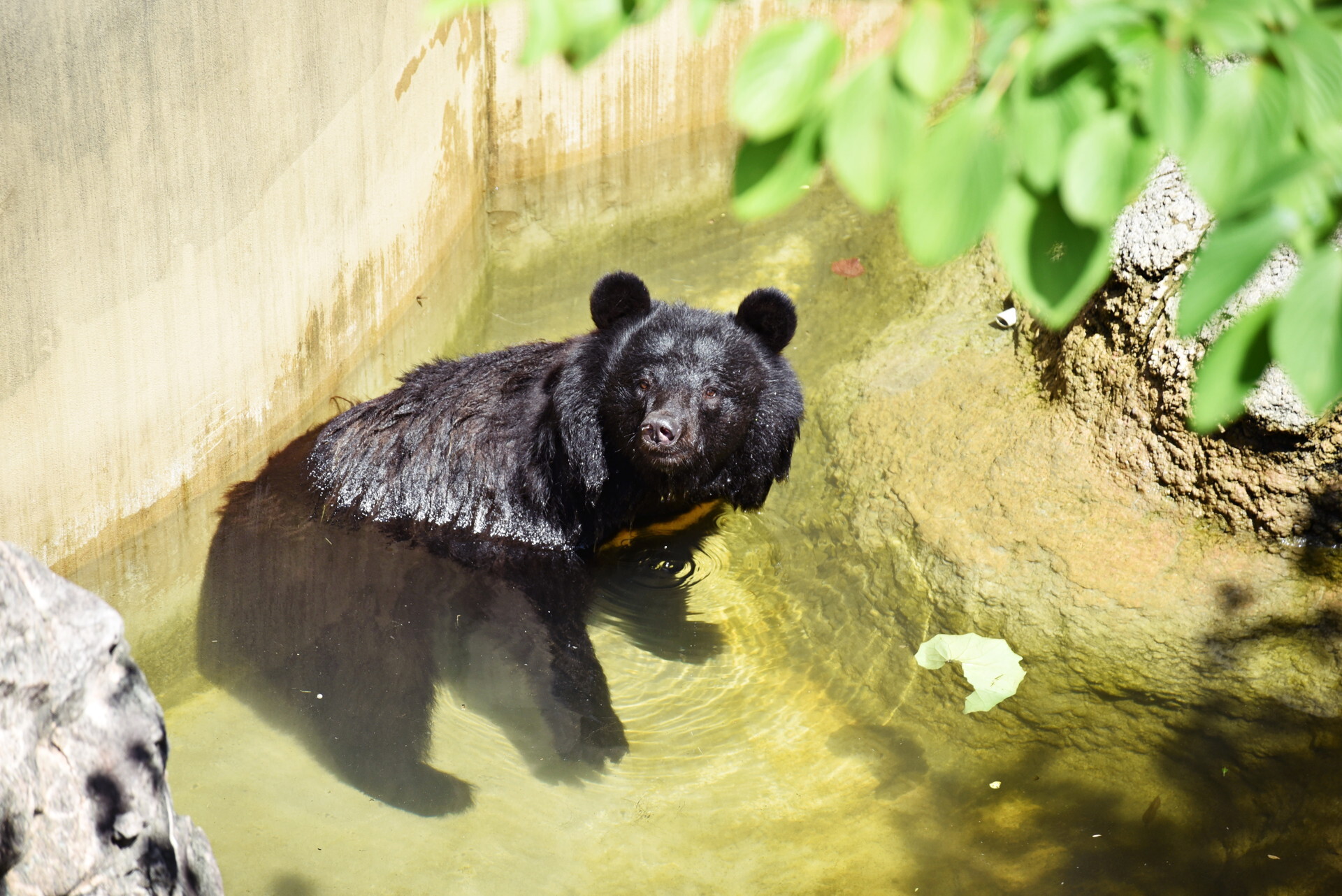 上野動物園へ 7 10 21 くまちゃん日記 映画とグルメとラグビーと 上野動物園へ 7 10 21 くまちゃん日記 映画とグルメとラグビーと