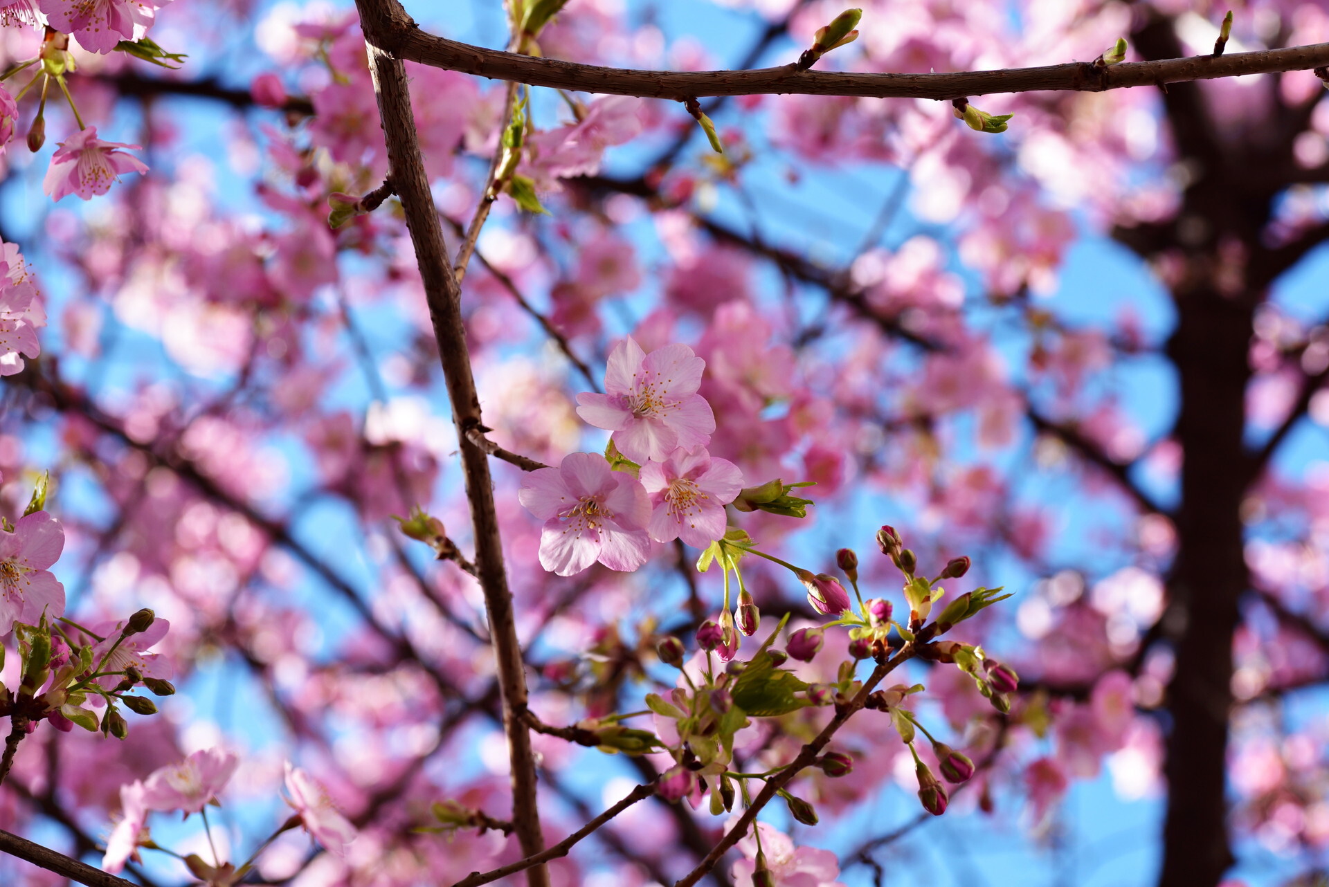 大井町東口近くの河津桜=