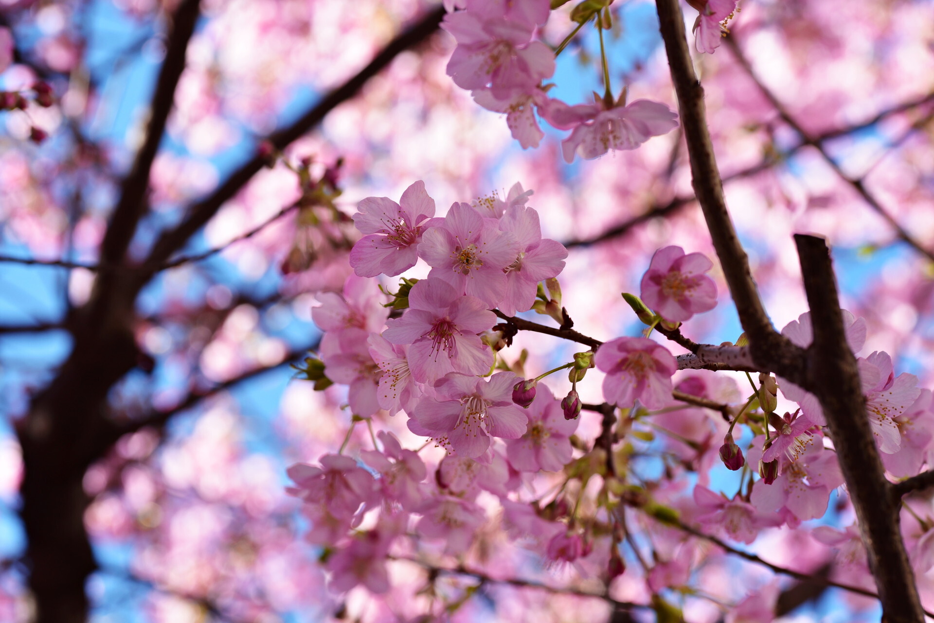 大井町東口近くの河津桜=