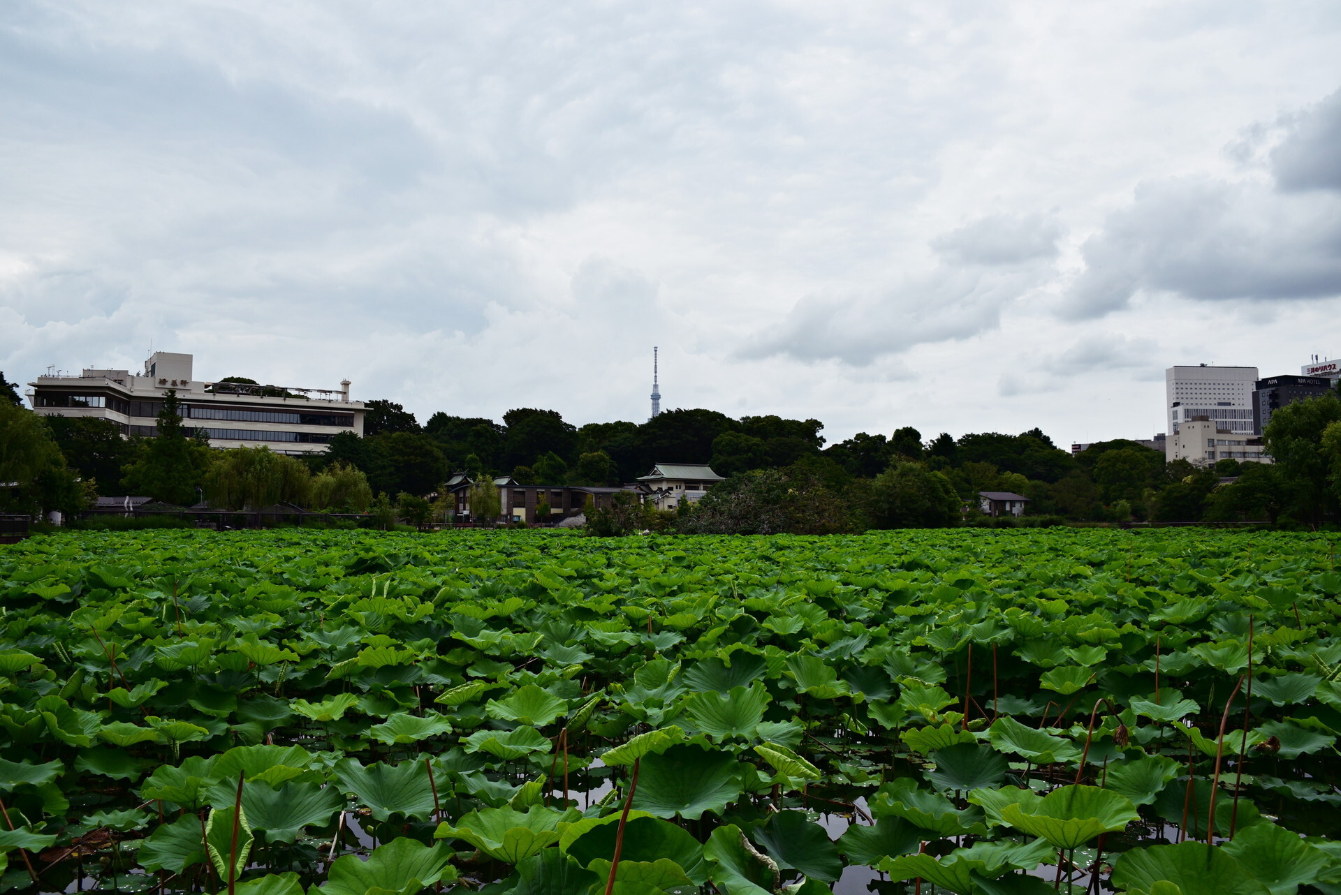 ϡ ����ưʪ��1