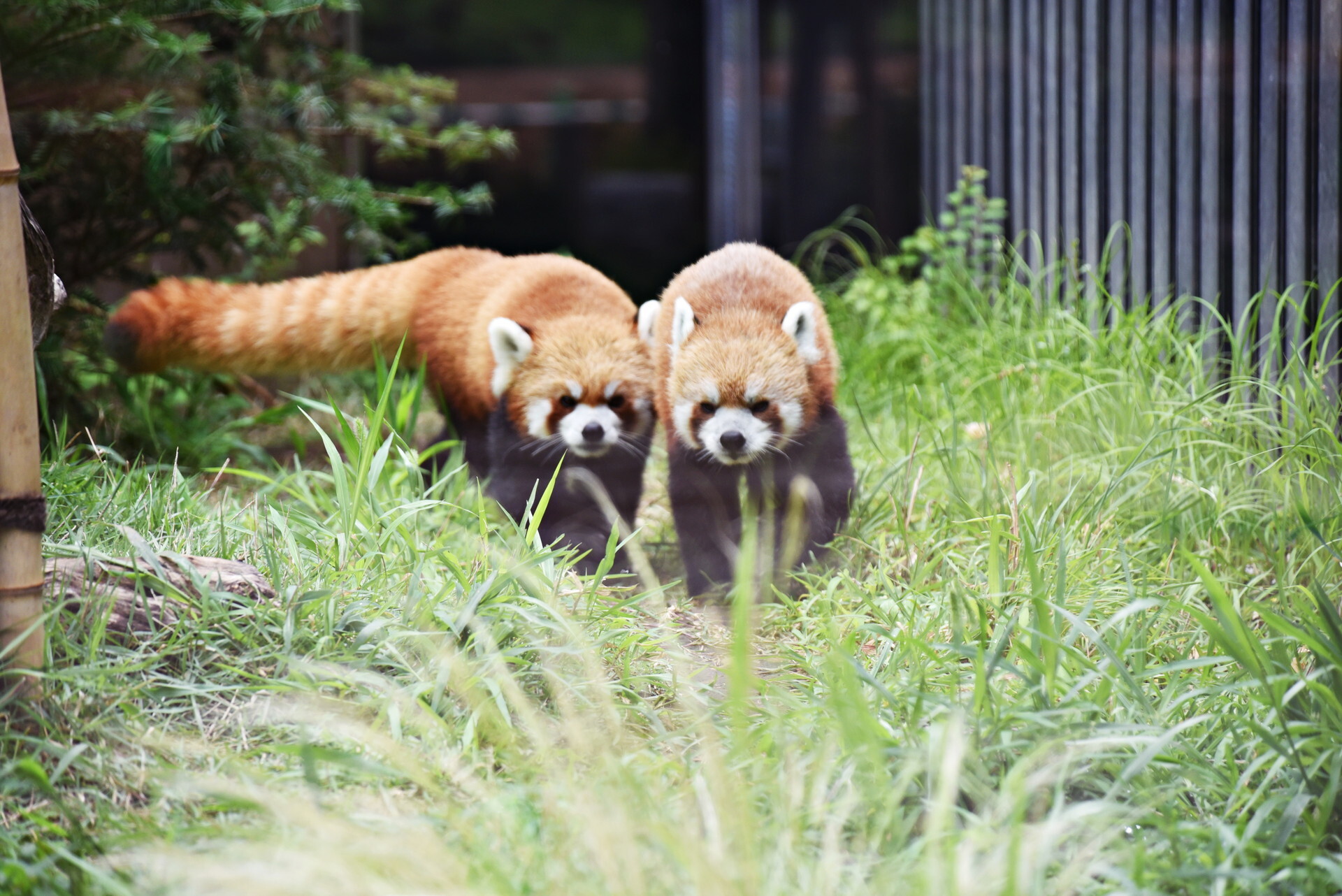 上野動物園 レッサーパンダ