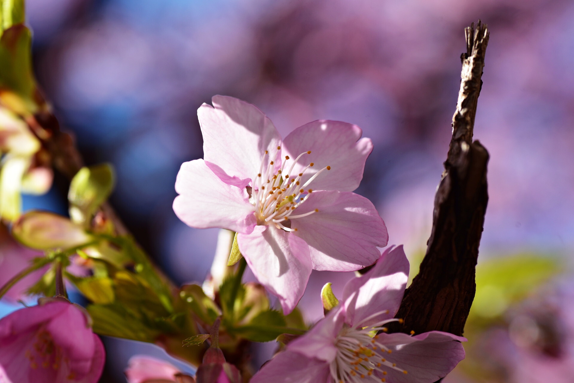 大井町東口近くの河津桜=