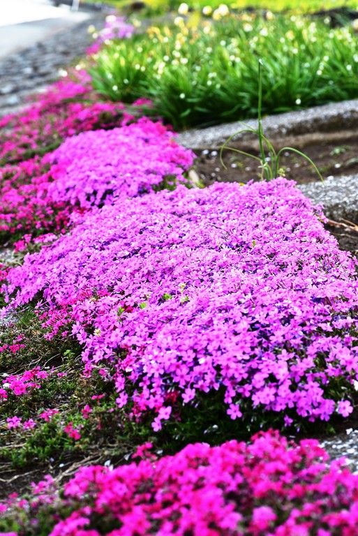 DSC_8532