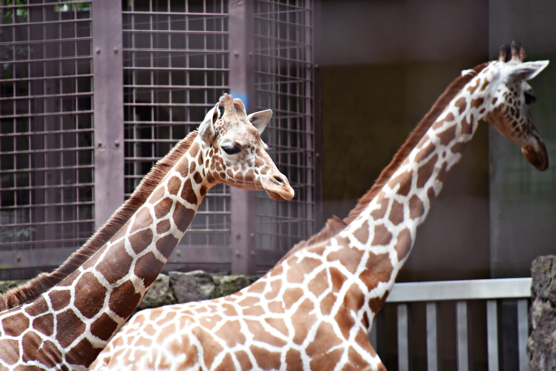 上野動物園 キリンの親子