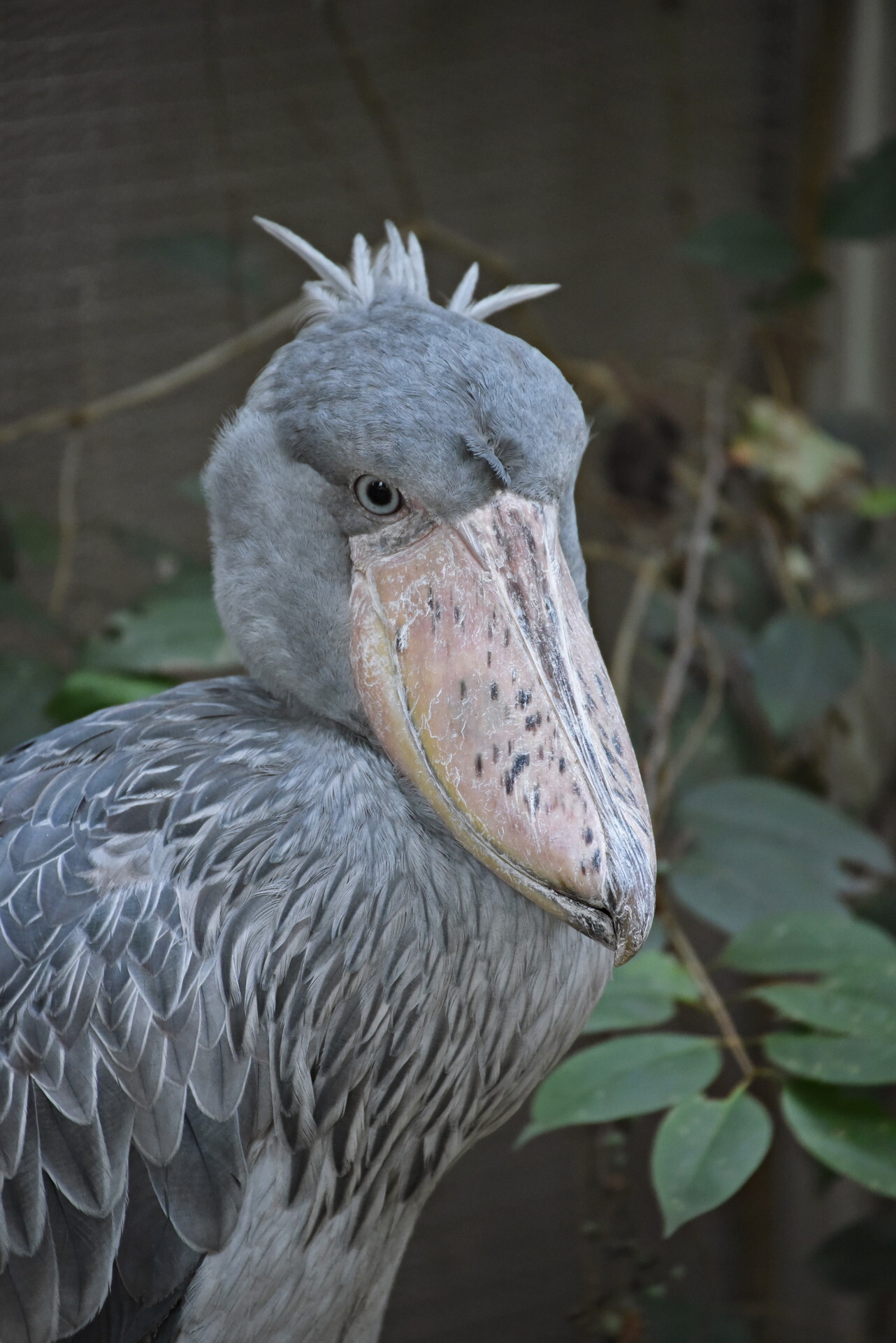 上野動物園_9 .29(8)