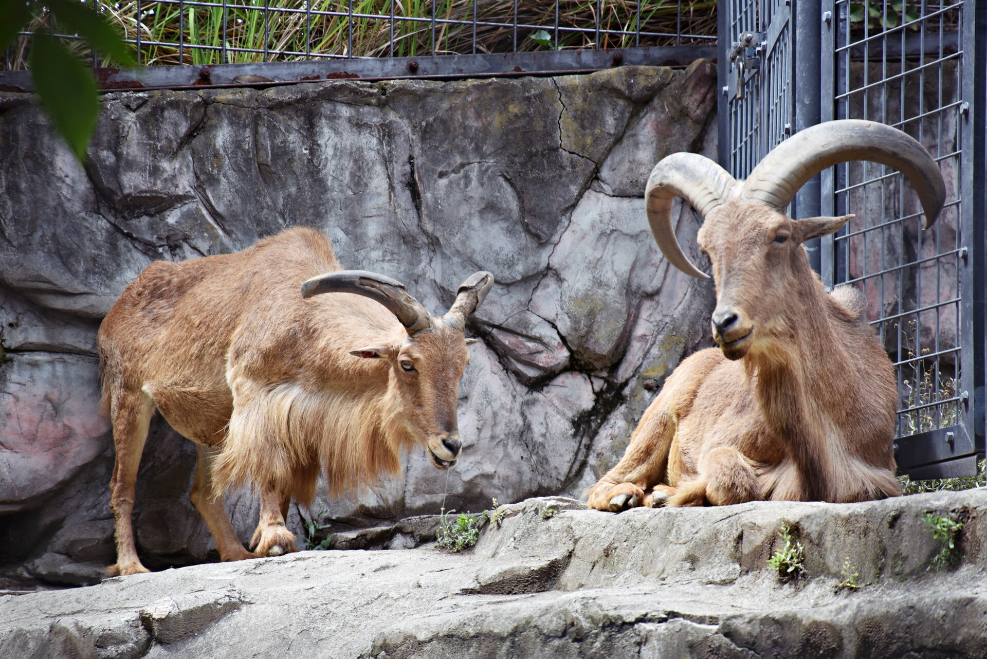 上野動物園 アフリカ動物