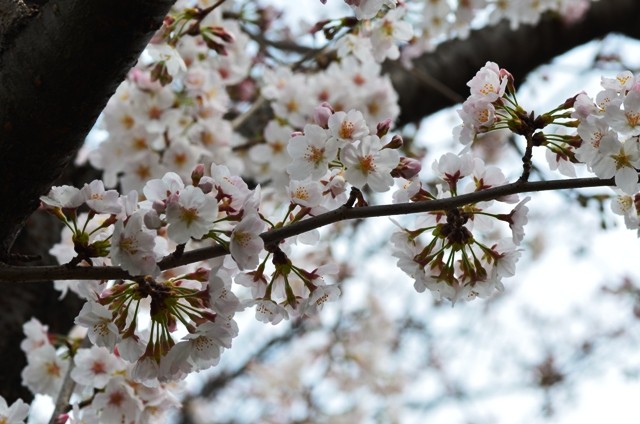 桜4