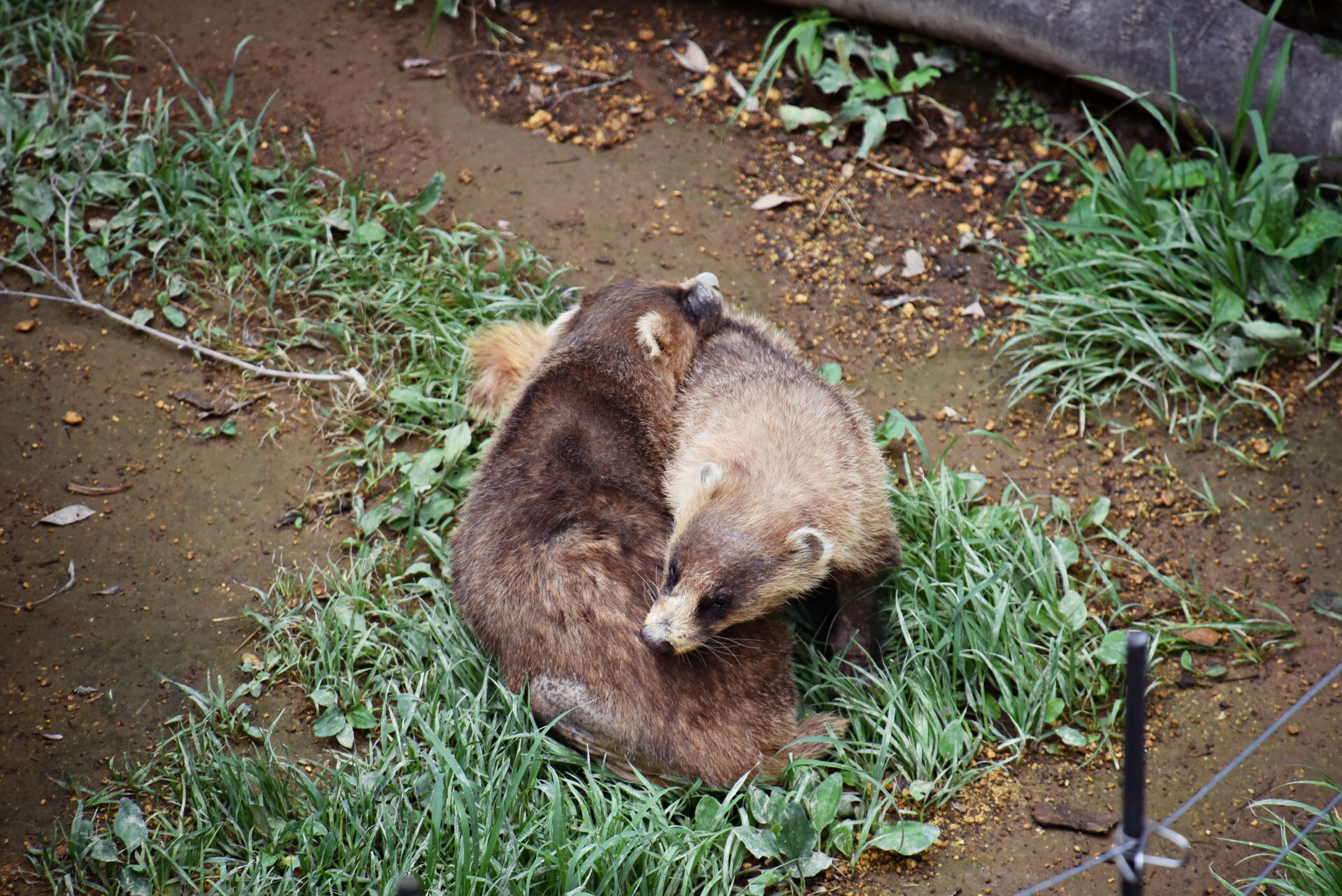 ���ʥ��� ����ưʪ��