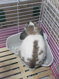 トイレ大作戦 うさぎのおと