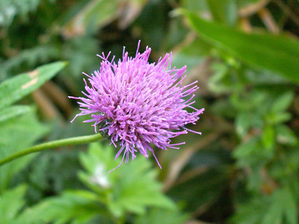 PICT0077
