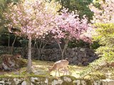 04八重桜と鹿