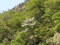 山桜