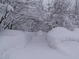 ツリートンネル雪