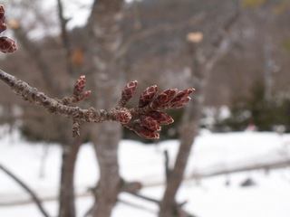 PICT0068_2