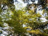 23大元公園の新緑