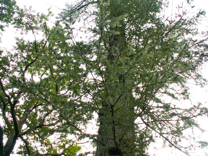 PICT0066