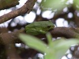 モリアオガエル2