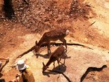 15山頂の鹿
