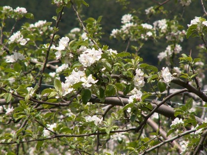 2011_04_29りんごの花