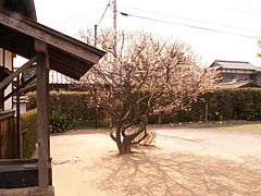 梅