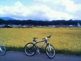 サイクリングで黄金色