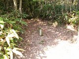 32登山道へ合流